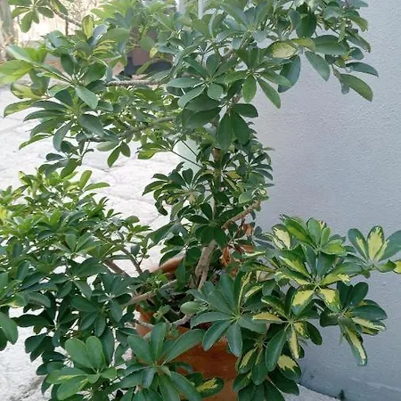 Apartament Pardela