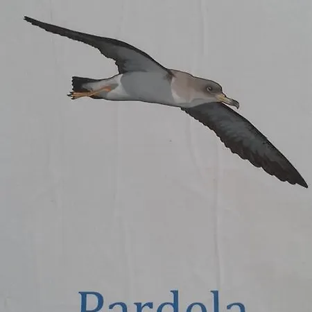 Pardela