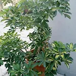 Apartament Pardela
