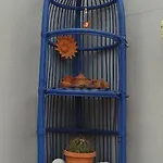 Pardela * Costa Adeje (Tenerife)