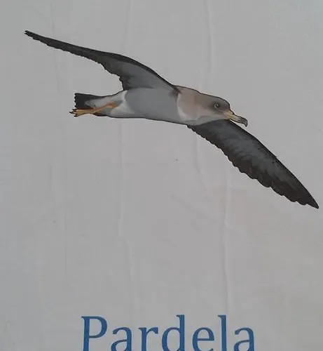 Pardela